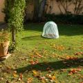 Préparer vos plantes pour l’hiver : guide pratique pour protéger votre jardin
