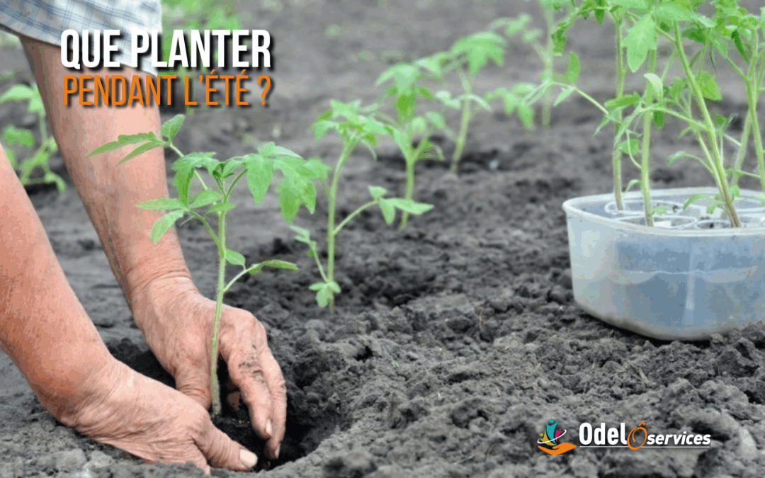 Que planter au début de l’été ?